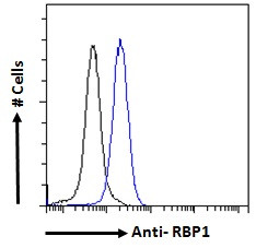 RBP1 Antibody in Flow Cytometry (Flow)