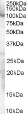 SP1 Antibody in Western Blot (WB)