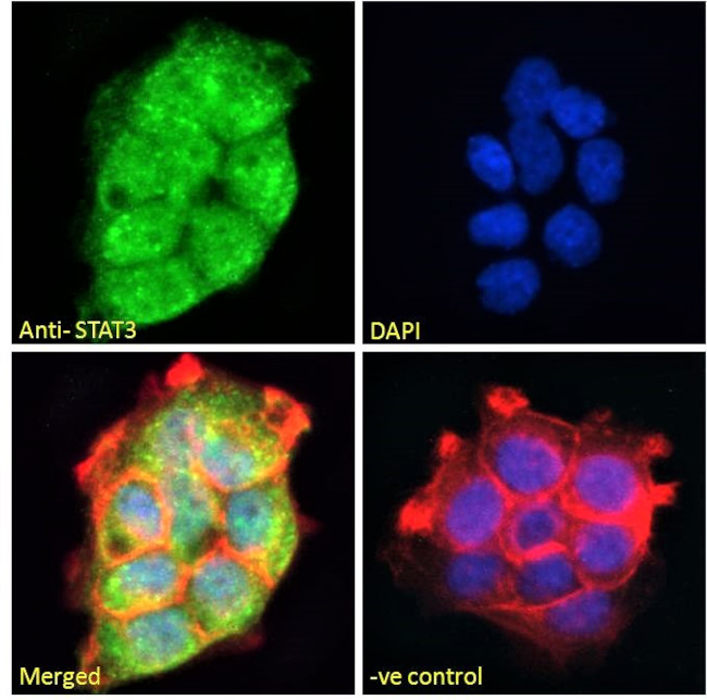 STAT3 Antibody in Immunocytochemistry (ICC/IF)