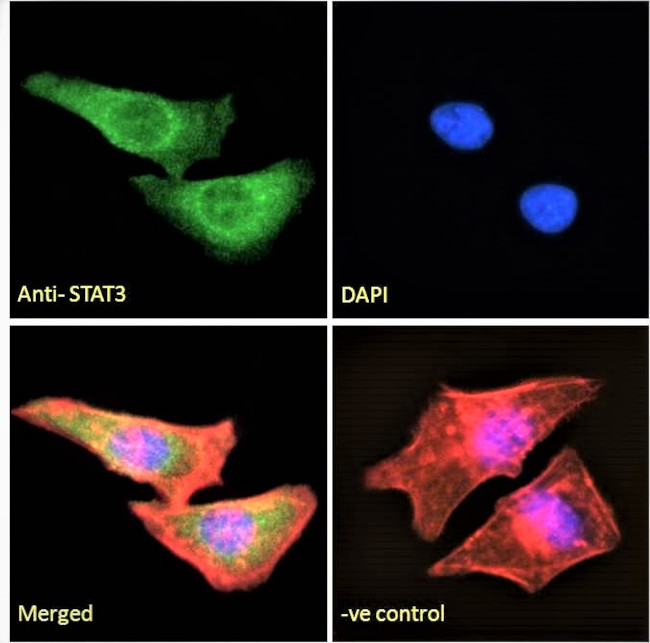 STAT3 Antibody in Immunocytochemistry (ICC/IF)