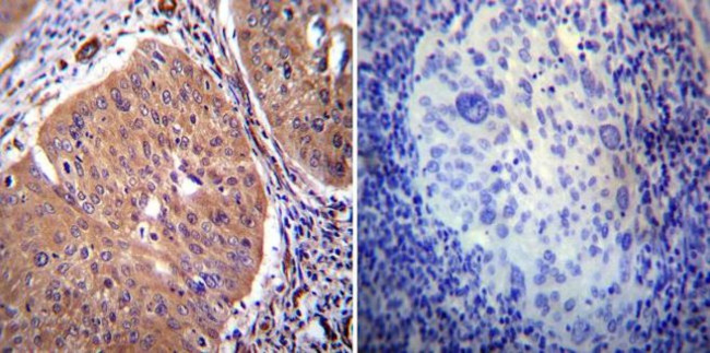 PMCA2 ATPase Antibody in Immunohistochemistry (Paraffin) (IHC (P))