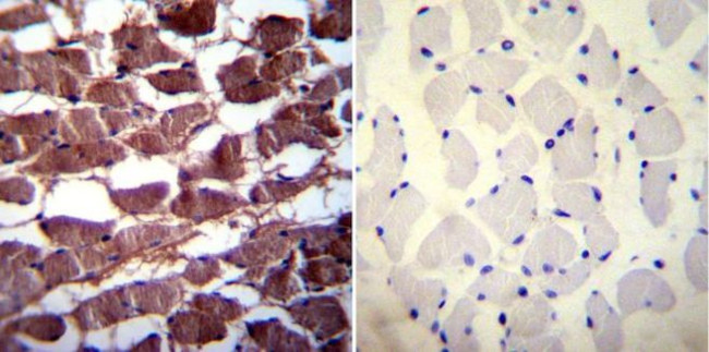 PMCA3 ATPase Antibody in Immunohistochemistry (Paraffin) (IHC (P))