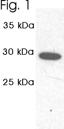 PSMA1 Antibody in Western Blot (WB)