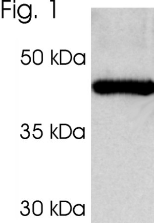 PSMC3 Antibody in Western Blot (WB)