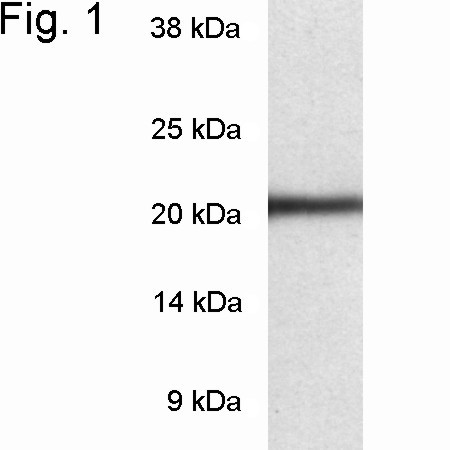 PSMB8 Antibody in Western Blot (WB)