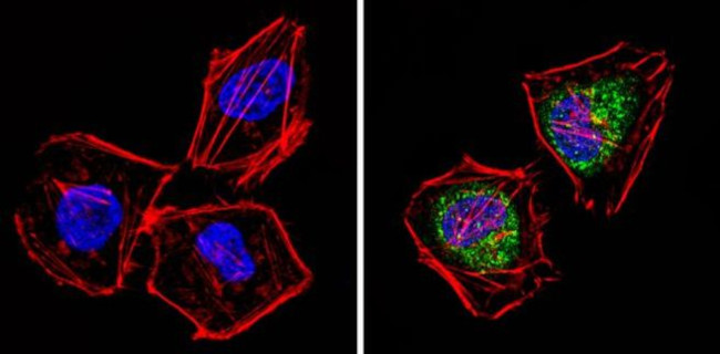 PSMD3 Antibody in Immunocytochemistry (ICC/IF)