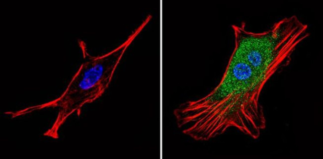 PSMD3 Antibody in Immunocytochemistry (ICC/IF)