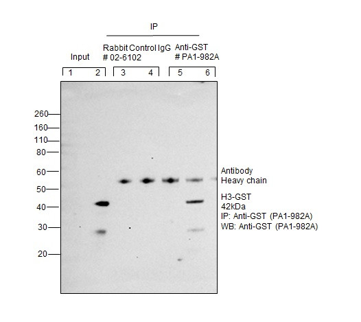 GST Tag Antibody in Immunoprecipitation (IP)