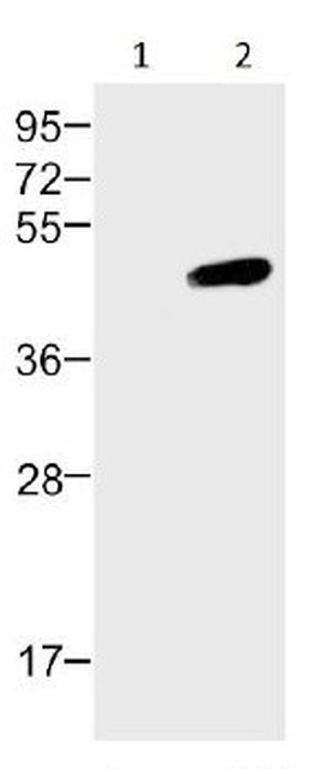 HA Tag Antibody in Western Blot (WB)