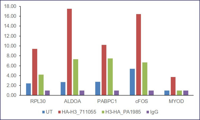 HA Tag Antibody in ChIP Assay (ChIP)