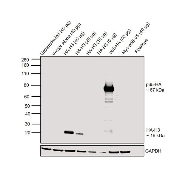 HA Tag Antibody in Western Blot (WB)