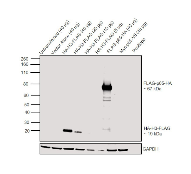 HA Tag Antibody