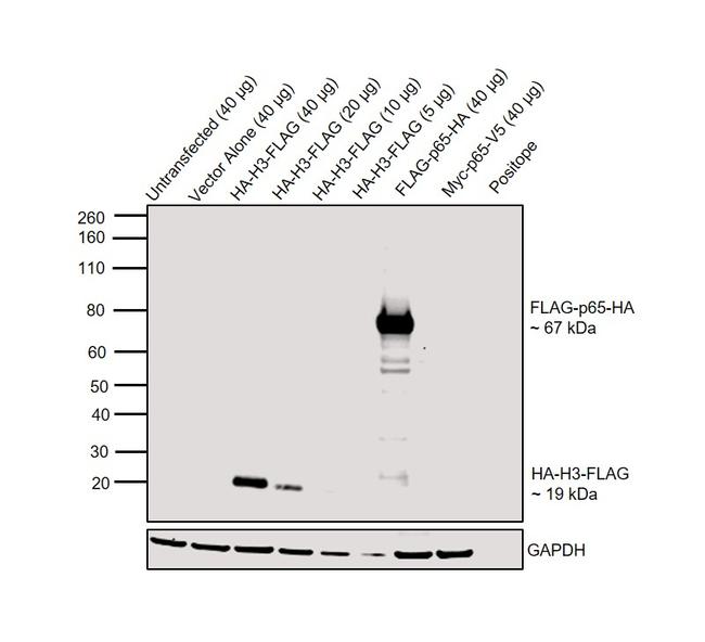 HA Tag Antibody in Western Blot (WB)