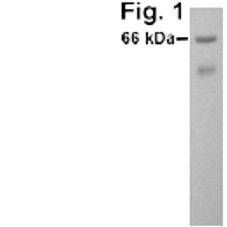 PKR Antibody in Western Blot (WB)