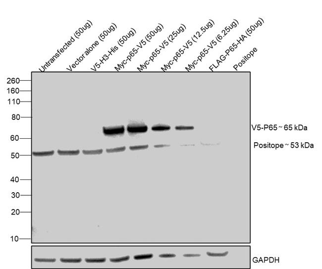 V5 Tag Antibody in Western Blot (WB)