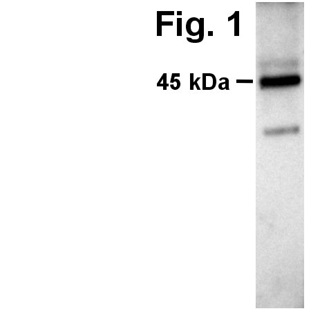 V5 Tag Antibody in Western Blot (WB)