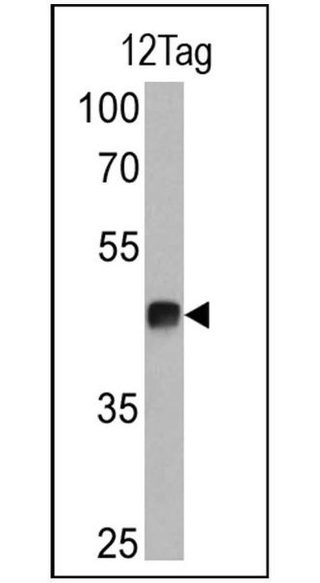 V5 Tag Antibody in Western Blot (WB)