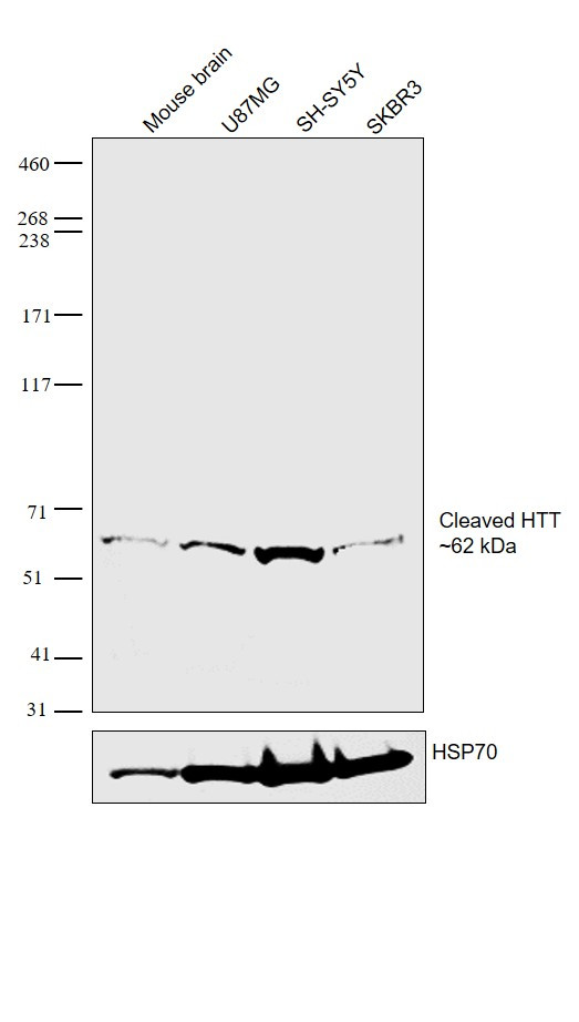 Huntingtin Antibody