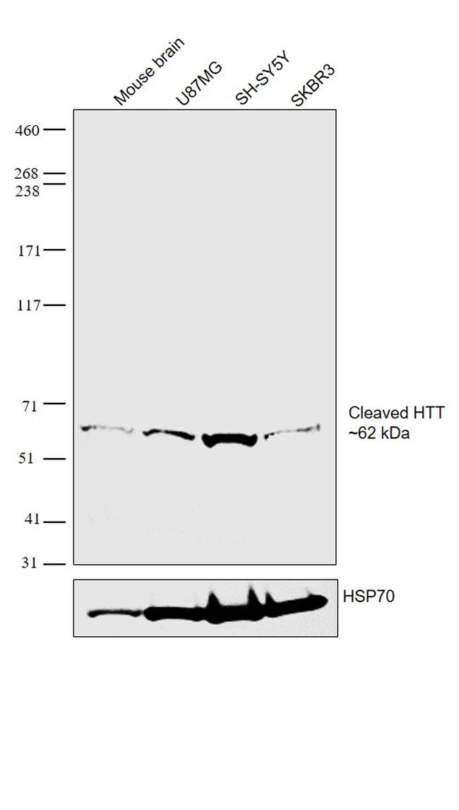 Huntingtin Antibody in Western Blot (WB)