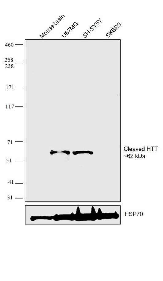 Huntingtin Antibody