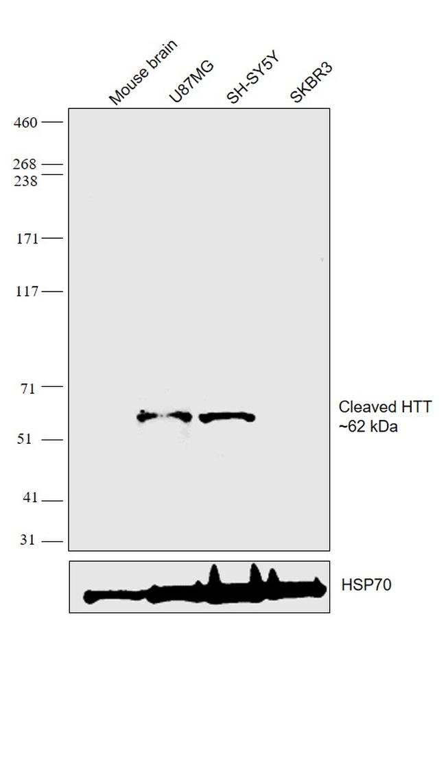 Huntingtin Antibody in Western Blot (WB)