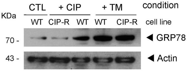 GRP78 Antibody in Western Blot (WB)