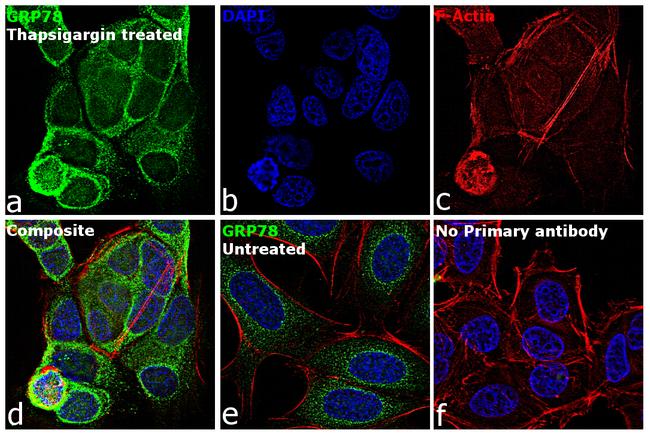 GRP78 Antibody