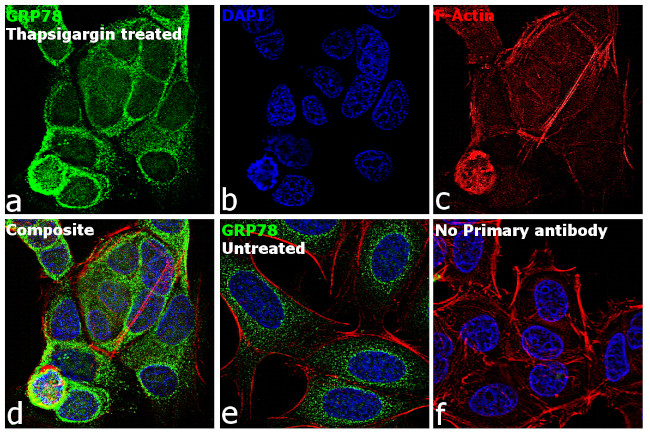 GRP78 Antibody in Immunocytochemistry (ICC/IF)