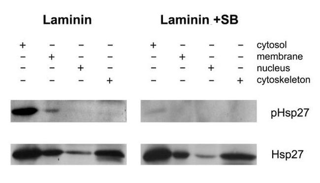 Phospho-HSP27 (Ser15) Antibody in Western Blot (WB)