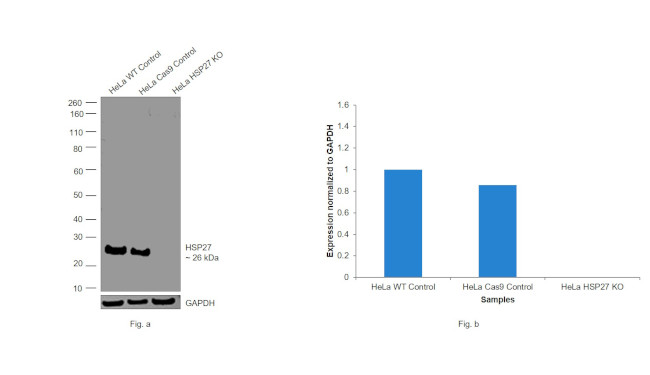 HSP27 Antibody