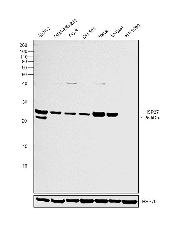 HSP27 Antibody in Western Blot (WB)