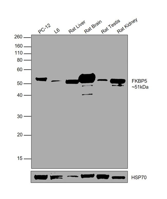 FKBP5 Antibody in Western Blot (WB)