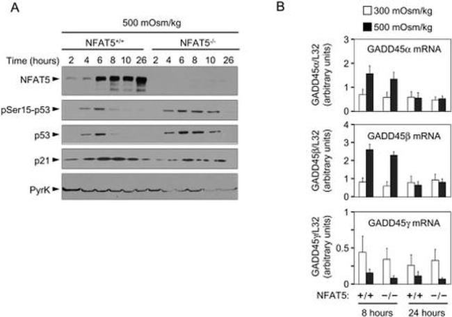 NFAT5 Antibody in Western Blot (WB)