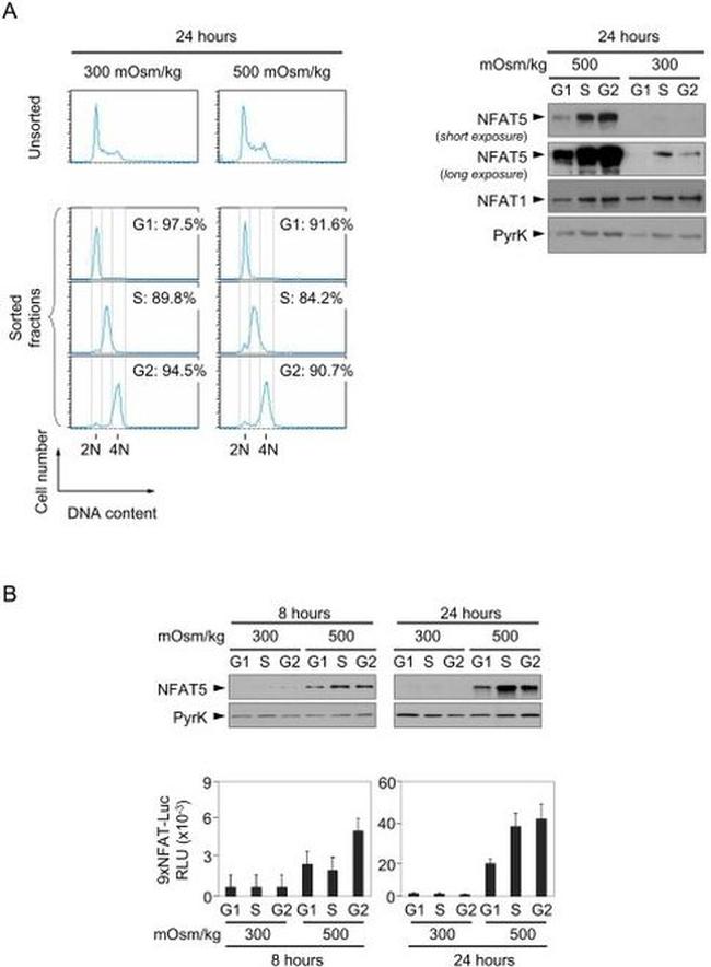 NFAT5 Antibody in Western Blot (WB)