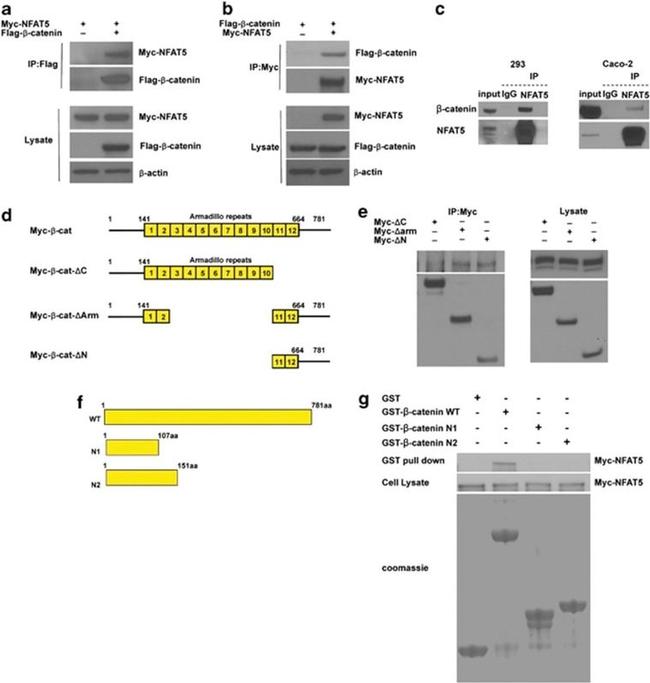 NFAT5 Antibody in Western Blot (WB)