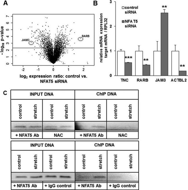 NFAT5 Antibody in ChIP Assay (ChIP)