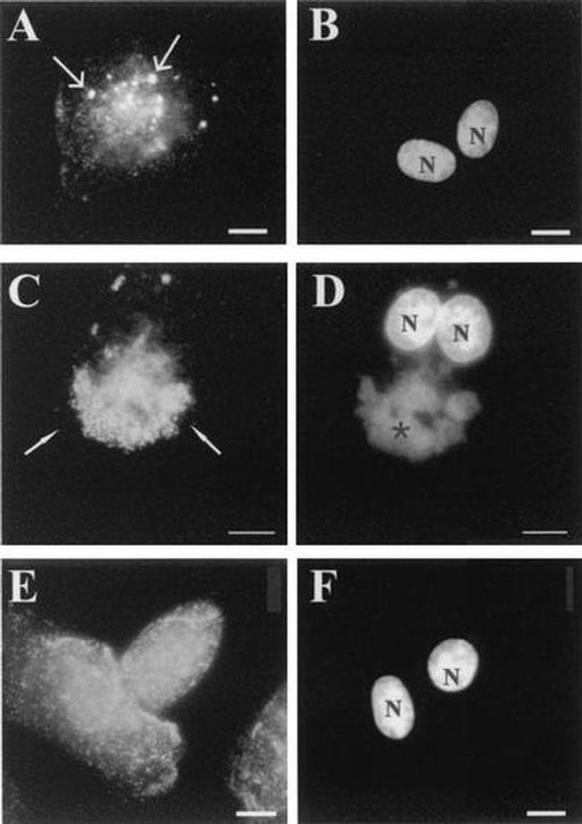 Cyclophilin A Antibody in Immunocytochemistry (ICC/IF)