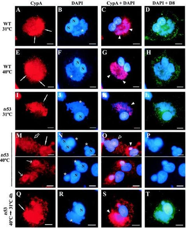 Cyclophilin A Antibody in Immunocytochemistry (ICC/IF)