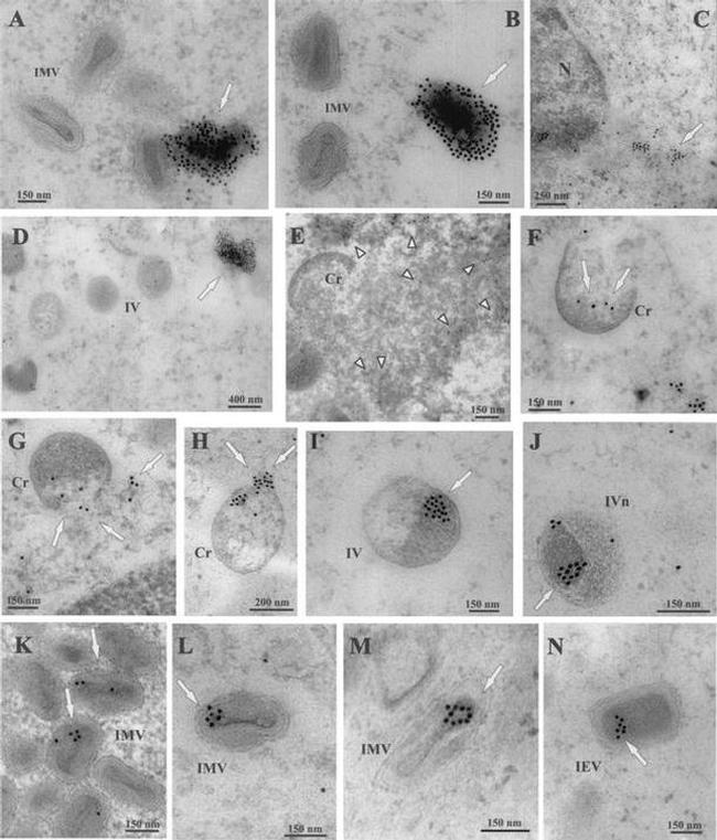 Cyclophilin A Antibody in Immunomicroscopy (IM)