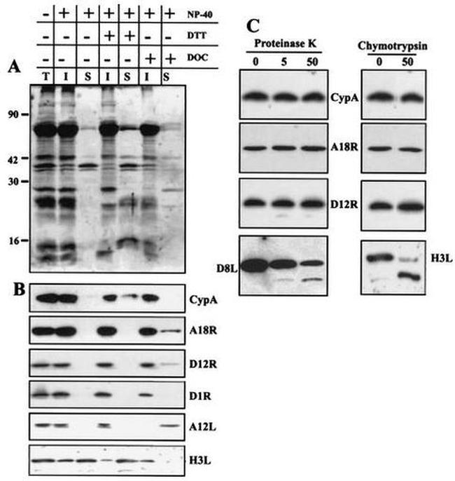 Cyclophilin A Antibody in Western Blot (WB)