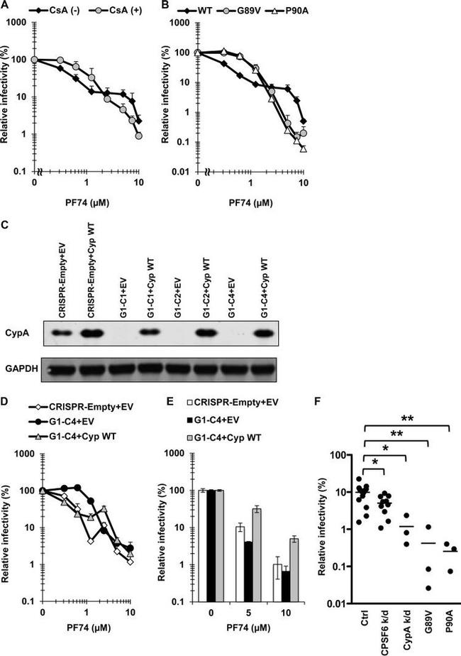 Cyclophilin A Antibody in Western Blot (WB)