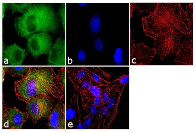 Cyclophilin A Antibody in Immunocytochemistry (ICC/IF)