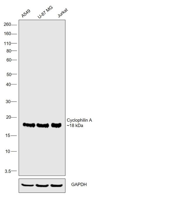 Cyclophilin A Antibody in Western Blot (WB)