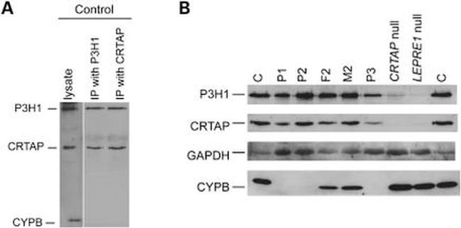 Cyclophilin B Antibody in Western Blot (WB)