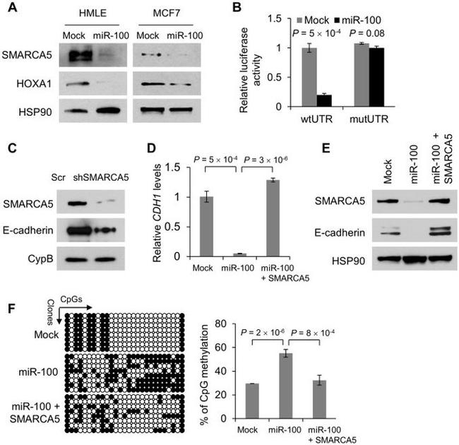 Cyclophilin B Antibody in Western Blot (WB)