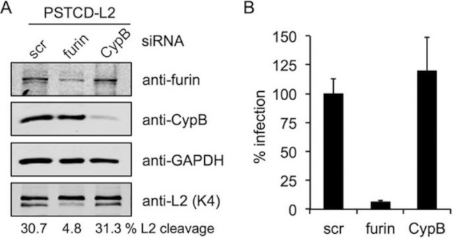 Cyclophilin B Antibody in Western Blot (WB)