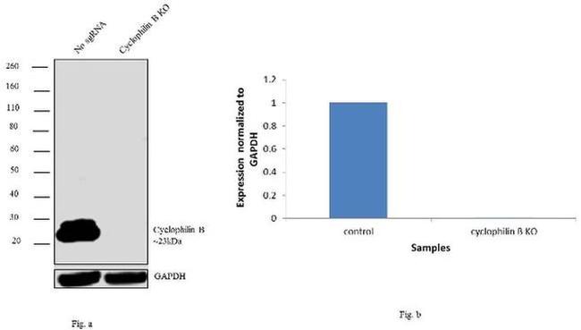 Cyclophilin B Antibody in Western Blot (WB)