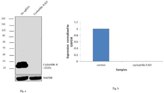 Cyclophilin B Antibody