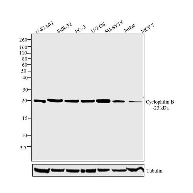 Cyclophilin B Antibody in Western Blot (WB)