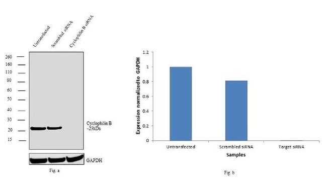 Cyclophilin B Antibody in Western Blot (WB)